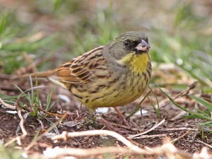 Discovering the Rare and Unique Bunting Bird Species Found in the Wild Landscapes of Vietnam - image 1