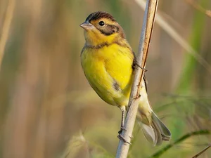 Discovering the Rare and Unique Bunting Bird Species Found in the Wild Landscapes of Vietnam - image 7