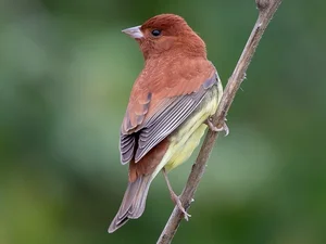 Discovering the Rare and Unique Bunting Bird Species Found in the Wild Landscapes of Vietnam - image 8
