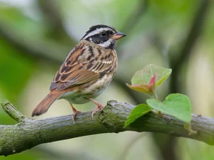 Discovering the Rare and Unique Bunting Bird Species Found in the Wild Landscapes of Vietnam - image 3