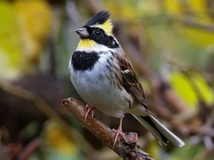 Discovering the Rare and Unique Bunting Bird Species Found in the Wild Landscapes of Vietnam - image 6