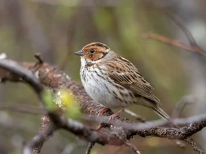 Discovering the Rare and Unique Bunting Bird Species Found in the Wild Landscapes of Vietnam - image 2