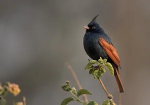 Discovering the Rare and Unique Bunting Bird Species Found in the Wild Landscapes of Vietnam - image 0