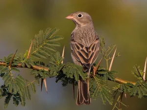 Discovering the Rare and Unique Bunting Bird Species Found in the Wild Landscapes of Vietnam - image 5