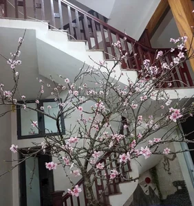 Stunning Peach Blossom Varieties for Lunar New Year 2026: Elegant Spring Decor and Traditional Asian Floral Trends - image 8