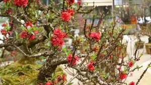 Stunning Peach Blossom Varieties for Lunar New Year 2026: Elegant Spring Decor and Traditional Asian Floral Trends - image 3