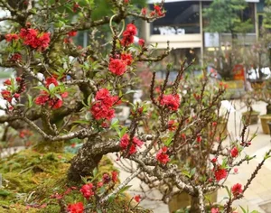 Stunning Peach Blossom Varieties for Lunar New Year 2026: Elegant Spring Decor and Traditional Asian Floral Trends - image 5