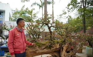 Stunning Peach Blossom Varieties for Lunar New Year 2026: Elegant Spring Decor and Traditional Asian Floral Trends - image 1