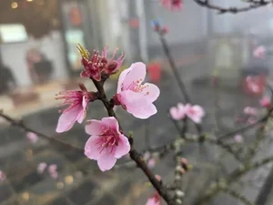 Stunning Peach Blossom Varieties for Lunar New Year 2026: Elegant Spring Decor and Traditional Asian Floral Trends - image 4