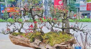 Stunning Peach Blossom Varieties for Lunar New Year 2026: Elegant Spring Decor and Traditional Asian Floral Trends - image 0