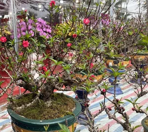 Stunning Peach Blossom Varieties for Lunar New Year 2026: Elegant Spring Decor and Traditional Asian Floral Trends - image 2