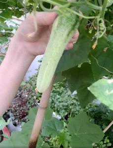 Inside Miss Phuong Le’s $8 Million Luxury Villa and Her Incredible Organic Vegetable Garden - image 5