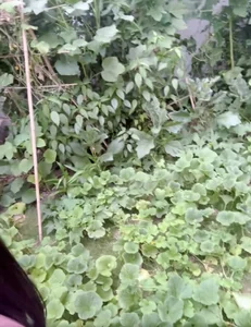 Inside Miss Phuong Le’s $8 Million Luxury Villa and Her Incredible Organic Vegetable Garden - image 6