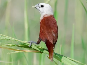 Discover Vietnam's Rare Migratory Birds: A Closer Look at the Stunning Scarlet Species and Avian Biodiversity - image 3