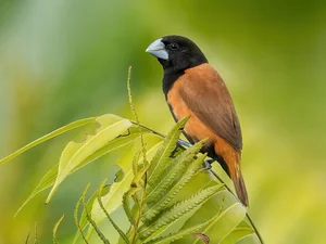 Discover Vietnam's Rare Migratory Birds: A Closer Look at the Stunning Scarlet Species and Avian Biodiversity - image 4