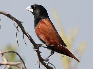 Discover Vietnam's Rare Migratory Birds: A Closer Look at the Stunning Scarlet Species and Avian Biodiversity - image 6
