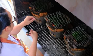 Foreign Tourists Master the Art of Making Banh Xeo and Bo La Lot in Saigon - image 5