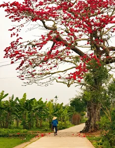 The Stunning Red Silk Cotton Flowers of Thai Binh: A Springtime Rural Spectacle - image 3