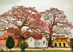 The Stunning Red Silk Cotton Flowers of Thai Binh: A Springtime Rural Spectacle - image 0