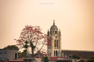 The Stunning Red Silk Cotton Flowers of Thai Binh: A Springtime Rural Spectacle - image 7