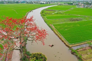 The Stunning Red Silk Cotton Flowers of Thai Binh: A Springtime Rural Spectacle - image 1