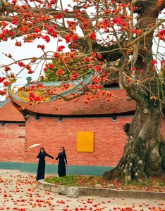 The Stunning Red Silk Cotton Flowers of Thai Binh: A Springtime Rural Spectacle - image 5
