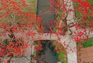 The Stunning Red Silk Cotton Flowers of Thai Binh: A Springtime Rural Spectacle - image 8