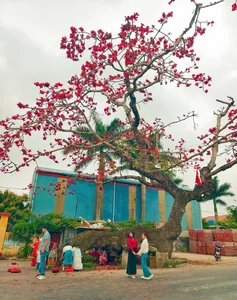 The Stunning Red Silk Cotton Flowers of Thai Binh: A Springtime Rural Spectacle - image 6