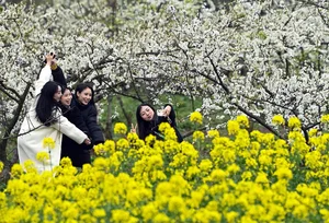 Spring Blossoms Across China: A Vibrant Journey Through Nature's Best Seasonal Displays - image 6