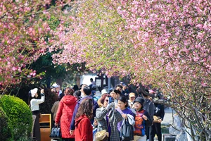 Spring Blossoms Across China: A Vibrant Journey Through Nature's Best Seasonal Displays - image 7