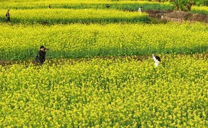Spring Blossoms Across China: A Vibrant Journey Through Nature's Best Seasonal Displays - image 2