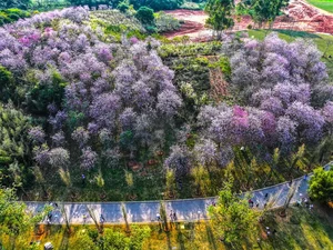 Spring Blossoms Across China: A Vibrant Journey Through Nature's Best Seasonal Displays - image 1