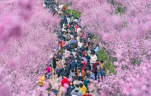 Spring Blossoms Across China: A Vibrant Journey Through Nature's Best Seasonal Displays - image 8