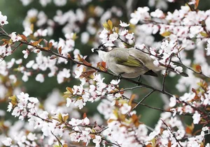 Spring Blossoms Across China: A Vibrant Journey Through Nature's Best Seasonal Displays - image 4