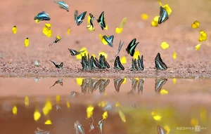 Discover the Enchanting Butterfly Season in Ma Da Forest: A Nature Lover's Paradise in Vietnam - image 3