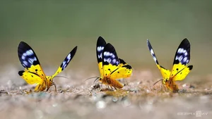 Discover the Enchanting Butterfly Season in Ma Da Forest: A Nature Lover's Paradise in Vietnam - image 9