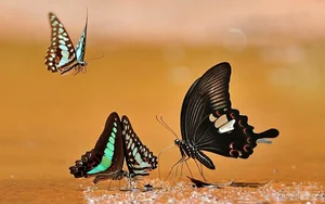 Discover the Enchanting Butterfly Season in Ma Da Forest: A Nature Lover's Paradise in Vietnam - image 0
