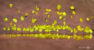 Discover the Enchanting Butterfly Season in Ma Da Forest: A Nature Lover's Paradise in Vietnam - image 5