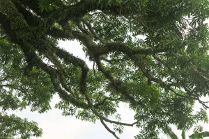 The 800-Year-Old Heritage Tree: A Living Monument of History and Nature - image 8