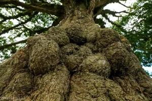 The 800-Year-Old Heritage Tree: A Living Monument of History and Nature - image 1