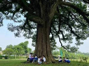 The 800-Year-Old Heritage Tree: A Living Monument of History and Nature - image 6