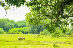 The 800-Year-Old Heritage Tree: A Living Monument of History and Nature - image 0