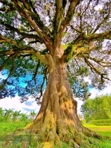 The 800-Year-Old Heritage Tree: A Living Monument of History and Nature - image 2
