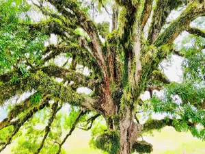 The 800-Year-Old Heritage Tree: A Living Monument of History and Nature - image 9
