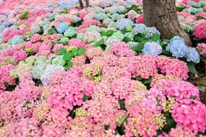 Hanoi blooms with Hydrangeas, bringing a touch of Da Lat to city streets - image 0