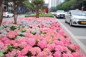 Hanoi blooms with Hydrangeas, bringing a touch of Da Lat to city streets - image 10