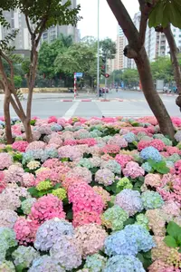 Hanoi blooms with Hydrangeas, bringing a touch of Da Lat to city streets - image 1