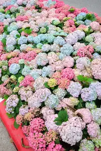 Hanoi blooms with Hydrangeas, bringing a touch of Da Lat to city streets - image 4
