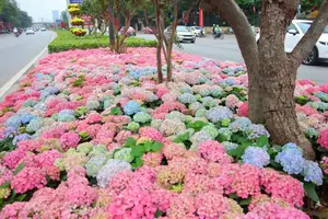 Hanoi blooms with Hydrangeas, bringing a touch of Da Lat to city streets - image 2