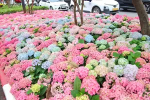 Hanoi blooms with Hydrangeas, bringing a touch of Da Lat to city streets - image 7